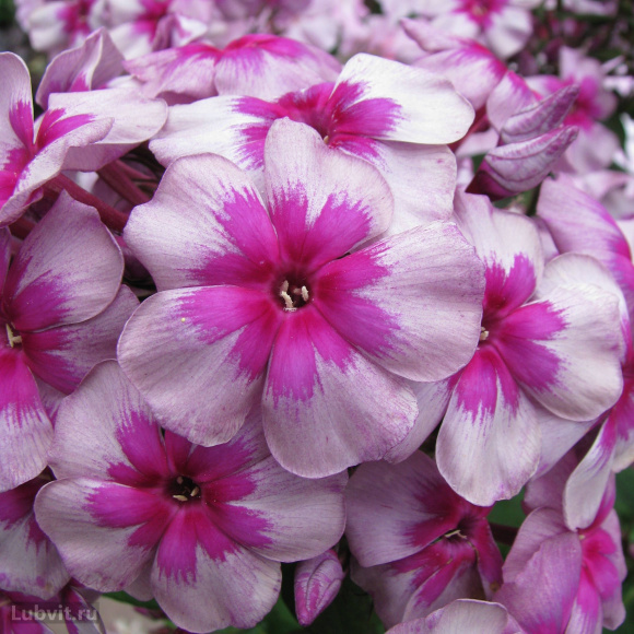 Флокс Старый маяк купить с доставкой Флокс Старый маяк купить с доставкой