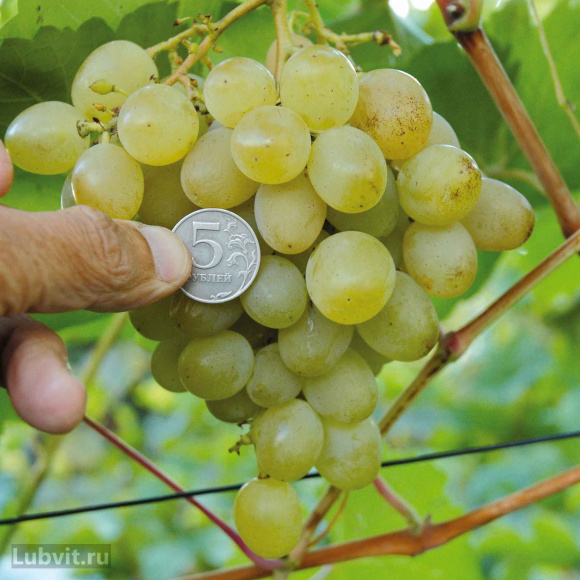 Виноград Амурский (Vitis amurensis) купить с доставкой Виноград Амурский (Vitis amurensis) купить с доставкой