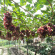 Виноград Амурский (Vitis amurensis) купить с доставкой
