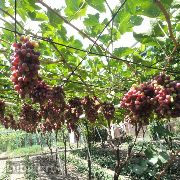 Виноград Амурский (Vitis amurensis) купить с доставкой Виноград Амурский (Vitis amurensis) купить с доставкой