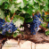 Виноград Амурский (Vitis amurensis) купить с доставкой