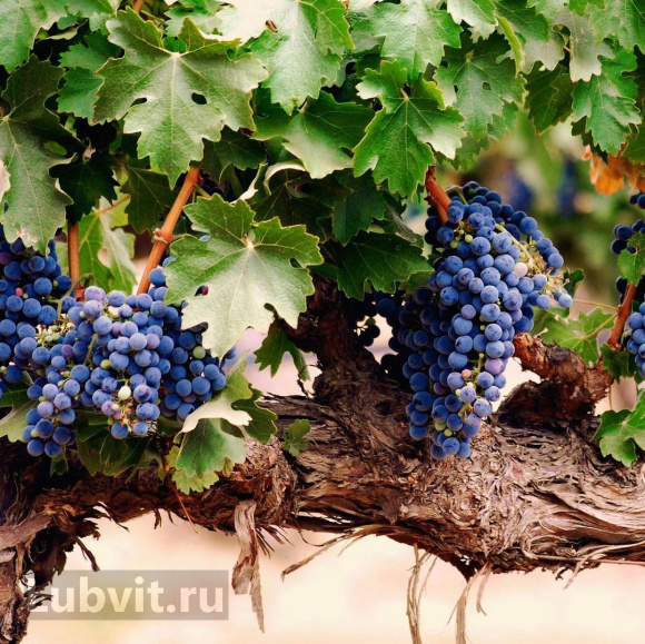 Виноград Амурский (Vitis amurensis) купить с доставкой