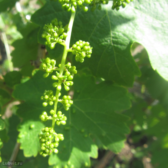 Виноград Амурский (Vitis amurensis) купить с доставкой Виноград Амурский (Vitis amurensis) купить с доставкой