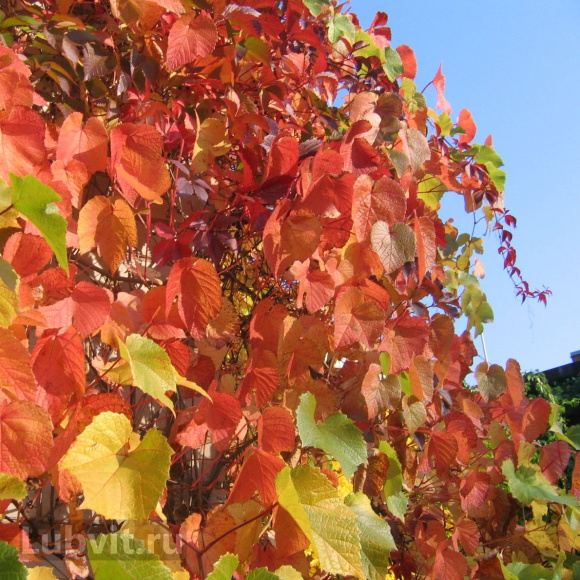 Виноград Амурский (Vitis amurensis) купить с доставкой Виноград Амурский (Vitis amurensis) купить с доставкой