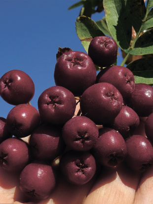 Рябина Гранатная