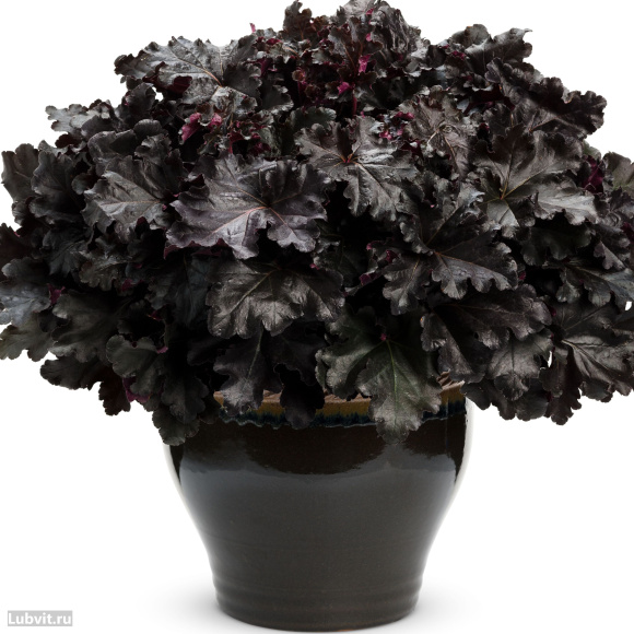 Гейхера Блэк Перл (Black Pearl) купить с доставкой Гейхера Блэк Перл (Black Pearl) купить с доставкой