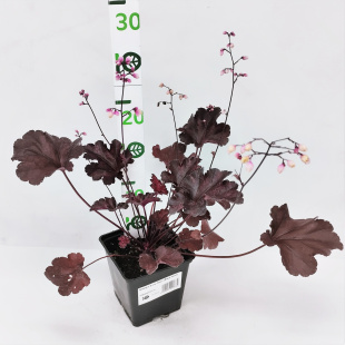 Гейхера Блэк Перл (Black Pearl)