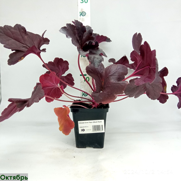 Гейхера Блэк Перл (Black Pearl) купить с доставкой Гейхера Блэк Перл (Black Pearl) купить с доставкой