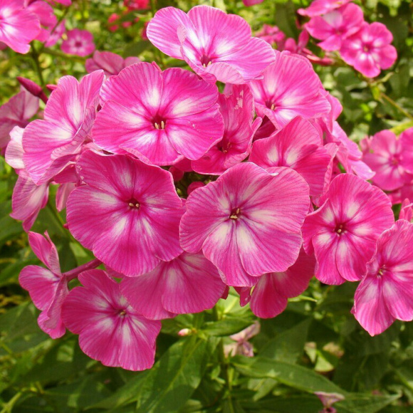 Флокс Автограф купить с доставкой Флокс Автограф купить с доставкой