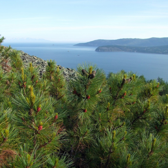 Сосна стланиковая купить с доставкой Сосна стланиковая купить с доставкой