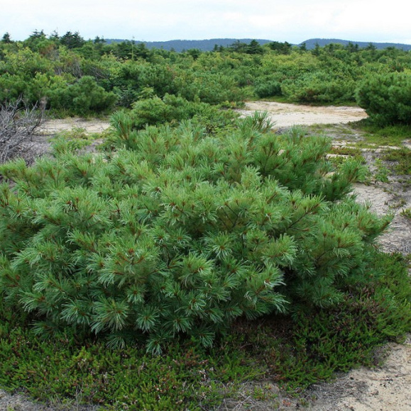 Сосна стланиковая купить с доставкой Сосна стланиковая купить с доставкой