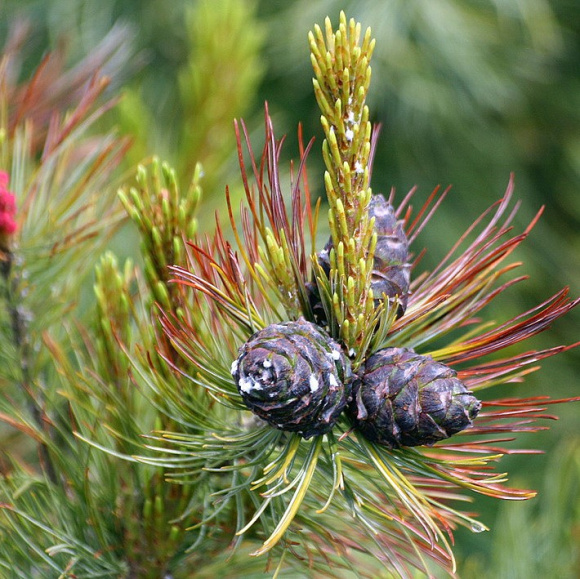 Сосна стланиковая купить с доставкой Сосна стланиковая купить с доставкой