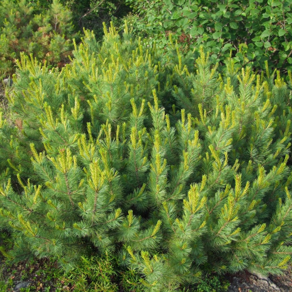 Сосна стланиковая купить с доставкой Сосна стланиковая купить с доставкой