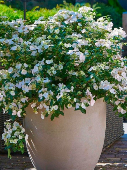 Гортензия Сбежавшая невеста (Runaway Bride) гибридная купить с доставкой