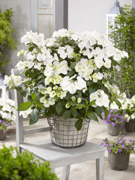 Гортензия Сбежавшая невеста (Runaway Bride) гибридная купить с доставкой