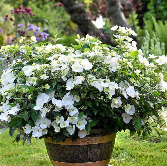 Гортензия Сбежавшая невеста (Runaway Bride) гибридная купить с доставкой Гортензия Сбежавшая невеста (Runaway Bride) гибридная купить с доставкой