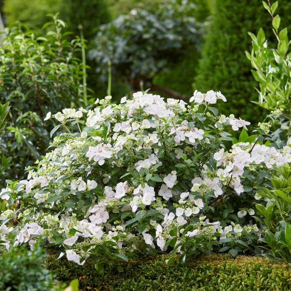 Гортензия Сбежавшая невеста (Runaway Bride) гибридная купить с доставкой Гортензия Сбежавшая невеста (Runaway Bride) гибридная купить с доставкой