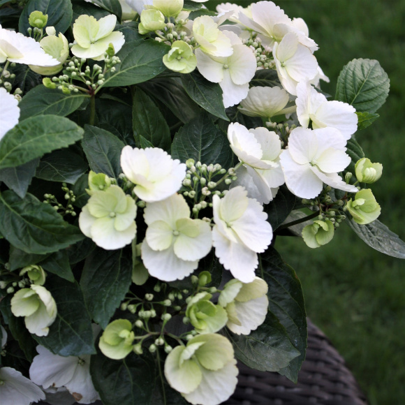 Гортензия Сбежавшая невеста (Runaway Bride) гибридная купить с доставкой Гортензия Сбежавшая невеста (Runaway Bride) гибридная купить с доставкой