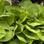 Хоста Сам энд Сабстенс (Sum and Substance) [XL]