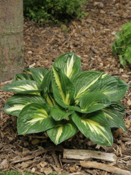 Хоста Стинг (Sting) [M]