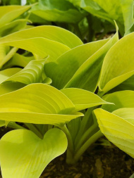 Хоста Санни Халцион (Sunny Halcyon) [M]