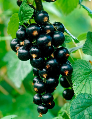 Смородина Зеленая Дымка