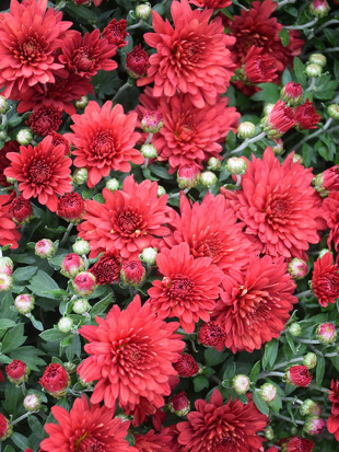 Хризантема мультифлора Фиеста Ред (Fiesta Red)