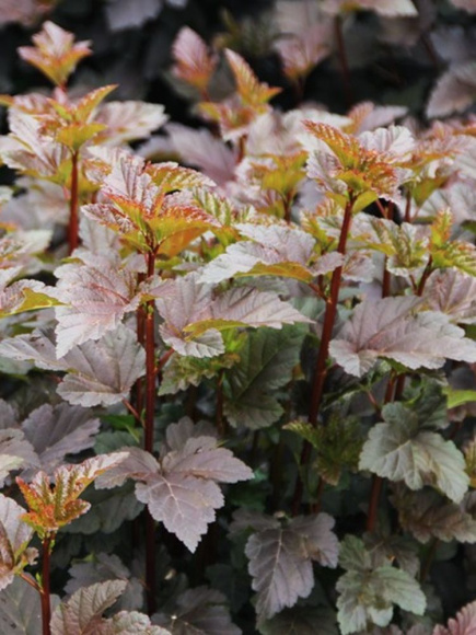 Пузыреплодник Дьяболо (Diabolo) купить с доставкой