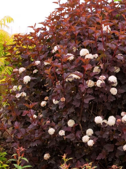 Пузыреплодник Дьяболо (Diabolo) купить с доставкой