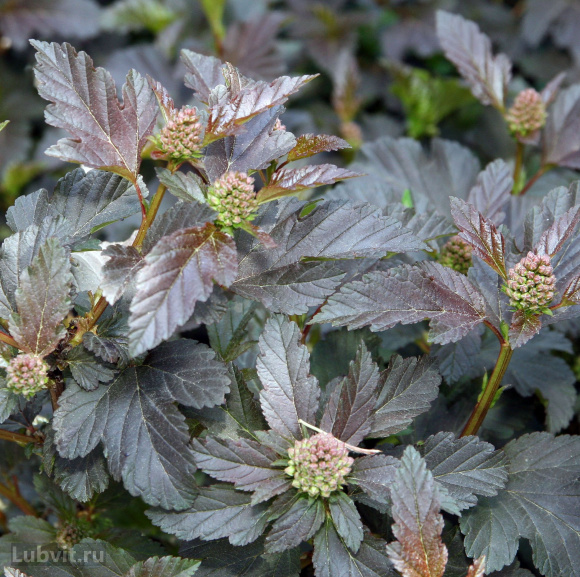 Пузыреплодник Дьяболо (Diabolo) купить с доставкой