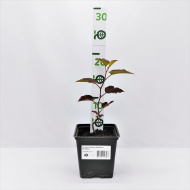 Пузыреплодник Дьяболо (Diabolo)