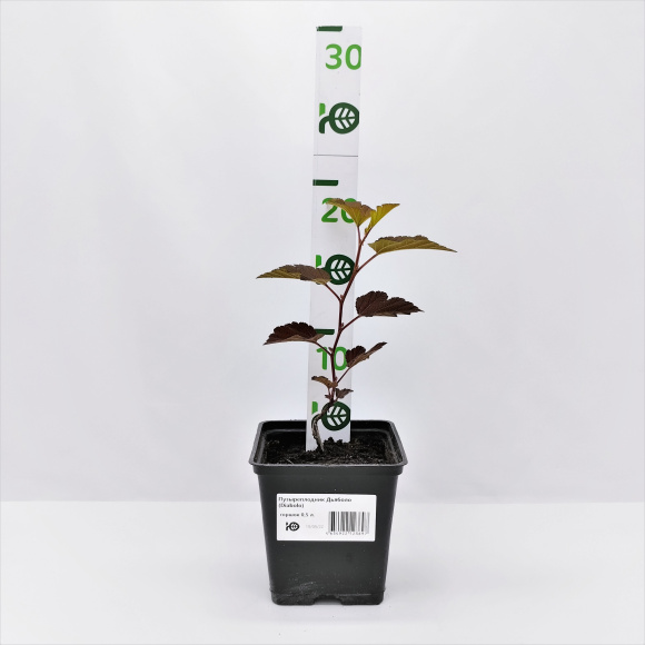 Пузыреплодник Дьяболо (Diabolo) купить с доставкой