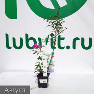 Флокс Птица Сирин