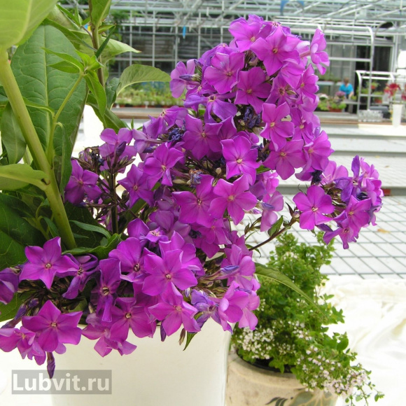 Флокс Птица Сирин купить с доставкой
