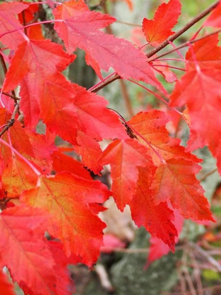 Клен Гиннала (Ginnala) купить с доставкой