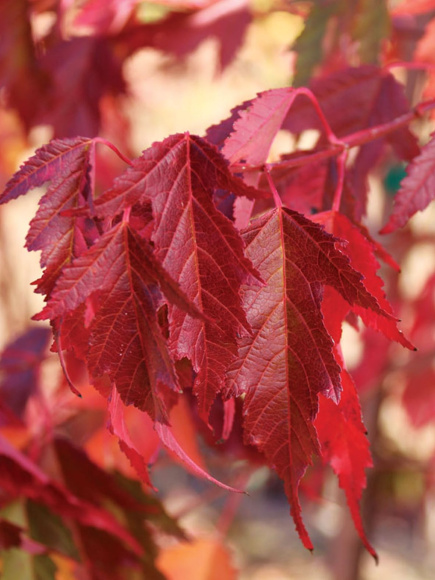 Клен Гиннала (Ginnala) купить с доставкой