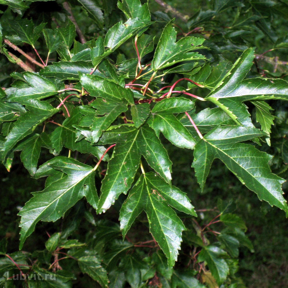 Клен Гиннала (Ginnala) купить с доставкой Клен Гиннала (Ginnala) купить с доставкой