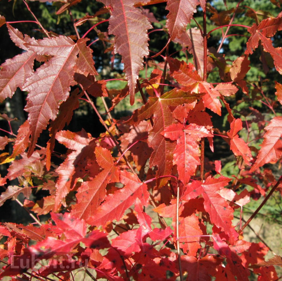 Клен Гиннала (Ginnala) купить с доставкой Клен Гиннала (Ginnala) купить с доставкой