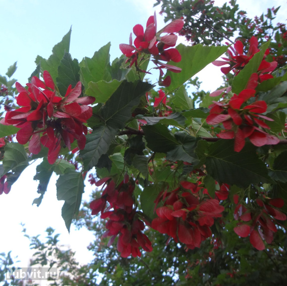 Клен Гиннала (Ginnala) купить с доставкой Клен Гиннала (Ginnala) купить с доставкой