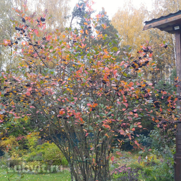 Рябина Неро купить с доставкой Рябина Неро купить с доставкой