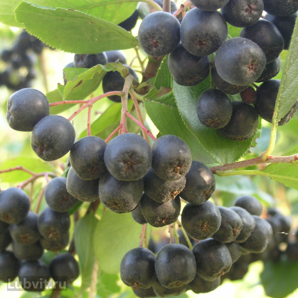 Рябина Неро купить с доставкой Рябина Неро купить с доставкой