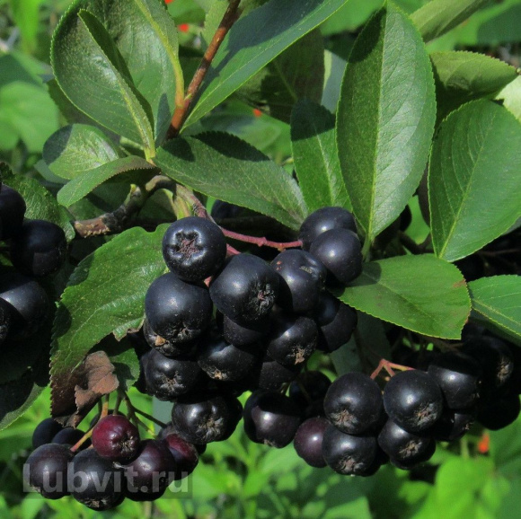 Рябина Неро купить с доставкой Рябина Неро купить с доставкой