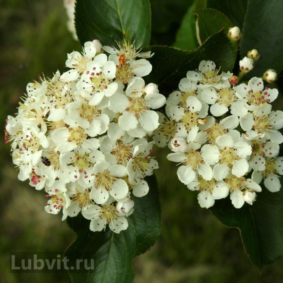 Рябина Неро купить с доставкой Рябина Неро купить с доставкой