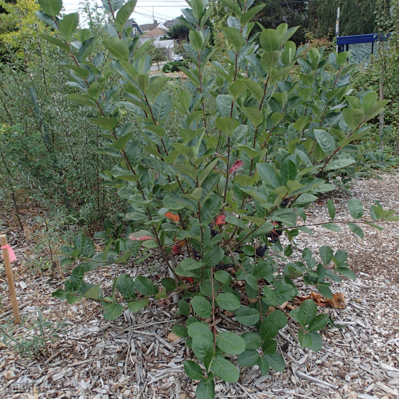 Рябина Неро купить с доставкой Рябина Неро купить с доставкой