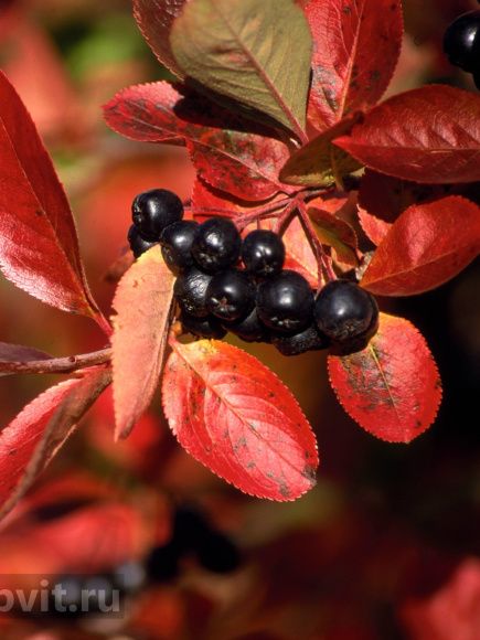 Рябина Неро купить с доставкой Рябина Неро купить с доставкой