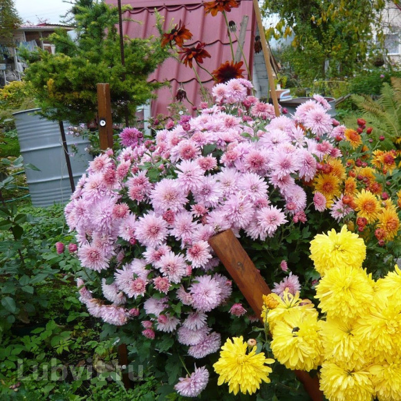 Хризантема мультифлора Дастин Пинк (Dustin Pink) купить с доставкой Хризантема мультифлора Дастин Пинк (Dustin Pink) купить с доставкой