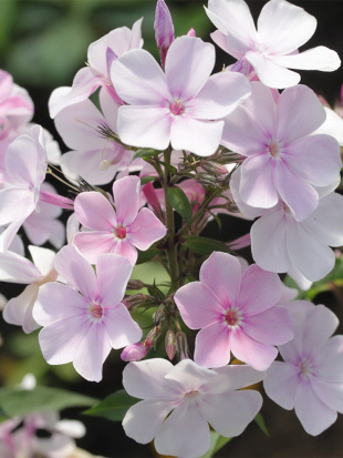 Флокс Баловень