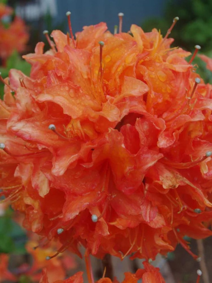 Рододендрон Японский Оранжевый купить с доставкой