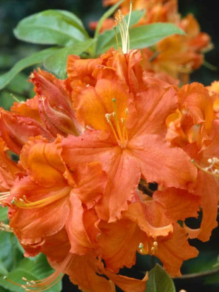 Рододендрон Японский Оранжевый