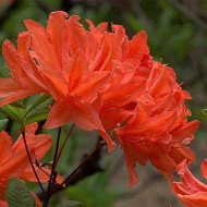 Рододендрон Японский Оранжевый Рододендрон Японский Оранжевый